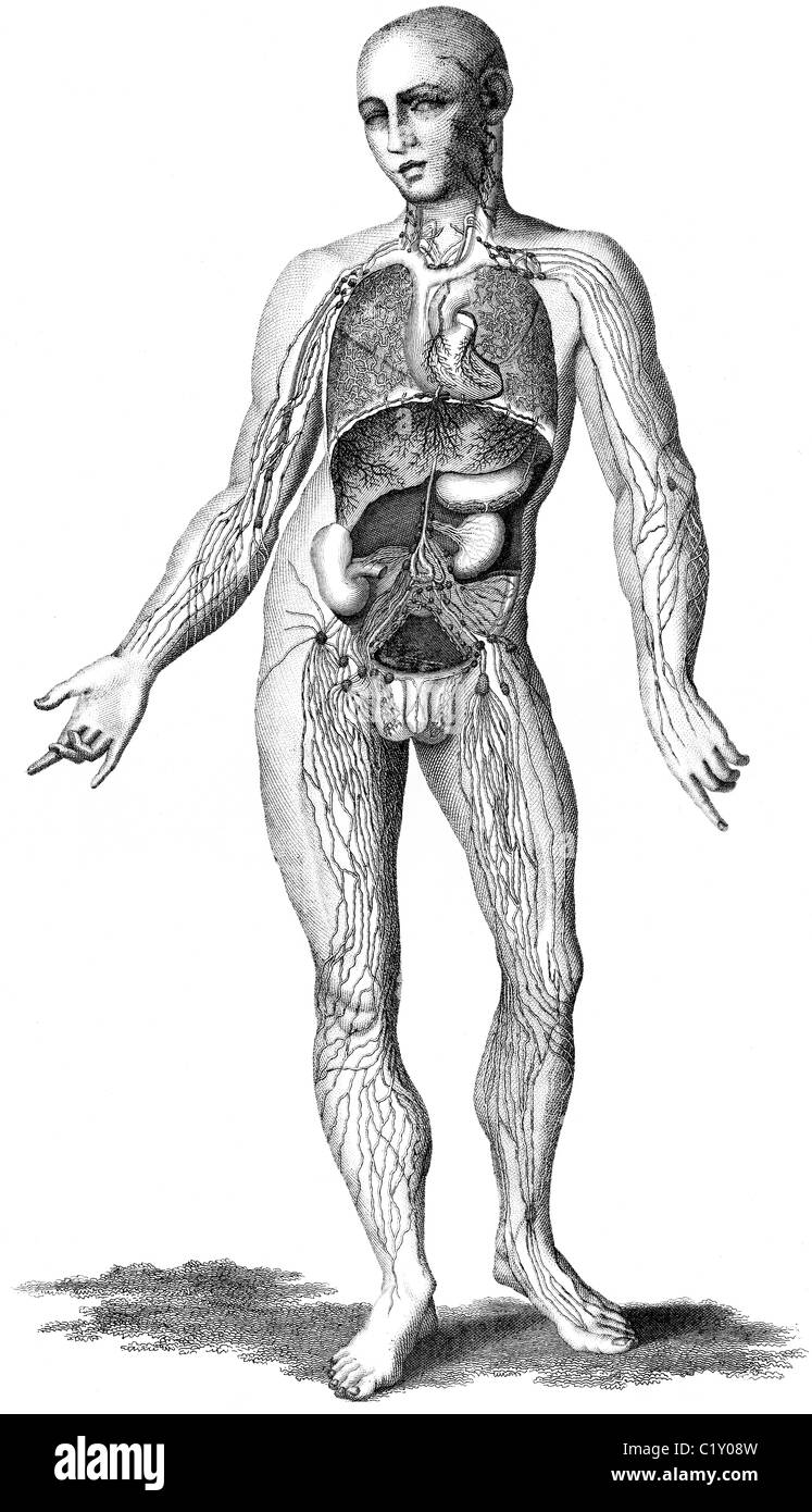Lymphatic system drawing hi-res stock photography and images - Alamy