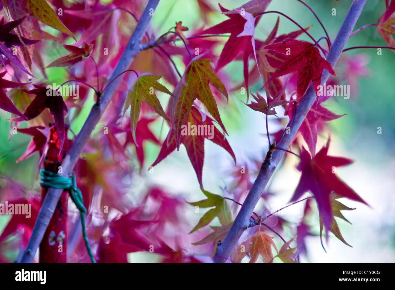 Close up shot of Acer Palmatum atropurpureum leaves Stock Photo