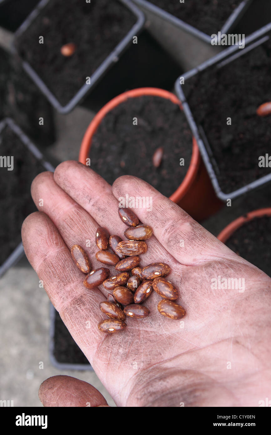 Dwarf french beans pots hires stock photography and images Alamy