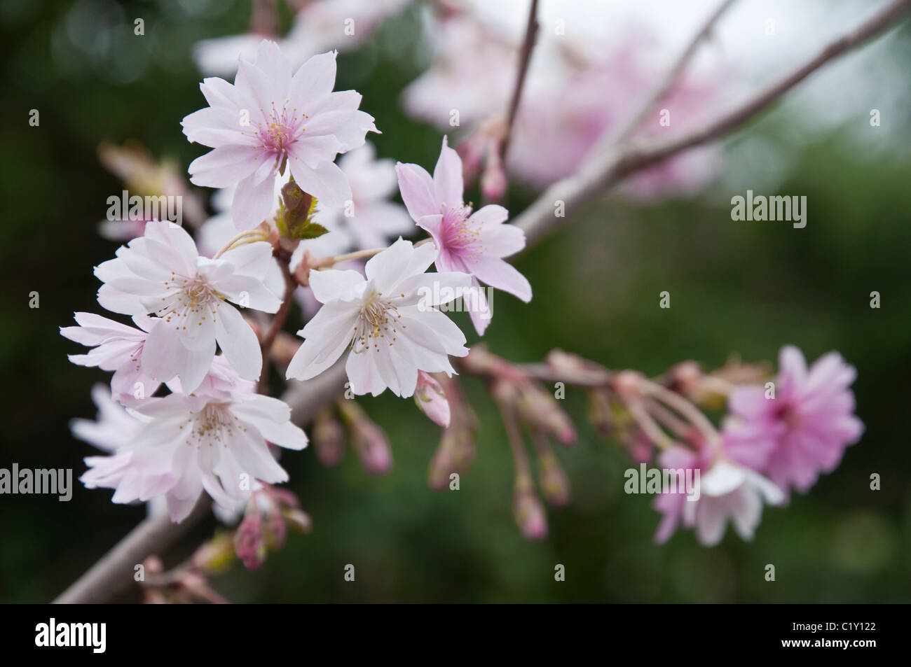 Prunus subhirtella Autumnalis - Pink in bud and tinged pink on opening - becoming white. The Winter Flowering Cherry. Stock Photo