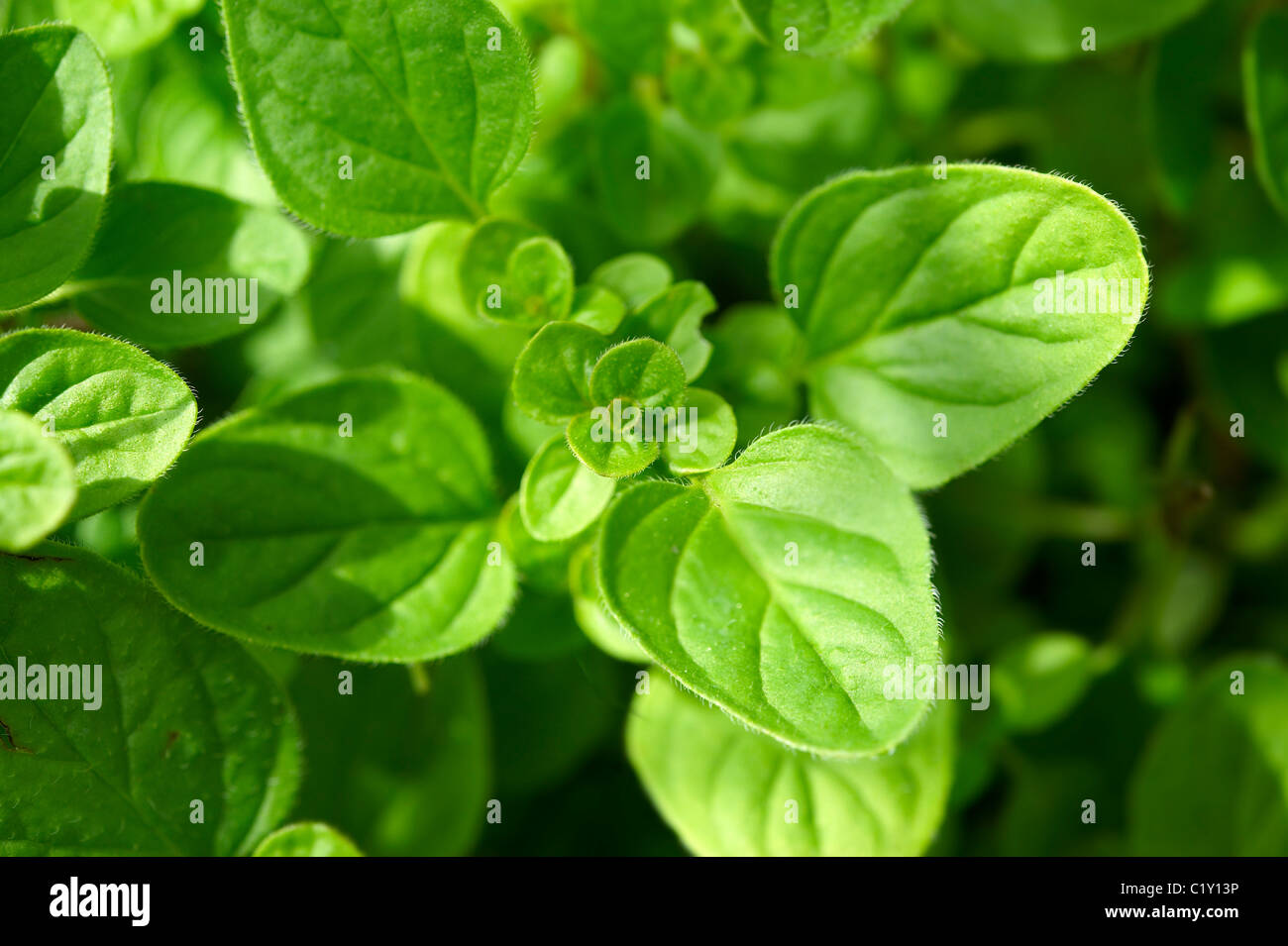 Fresh oregano leaves Stock Photo Alamy