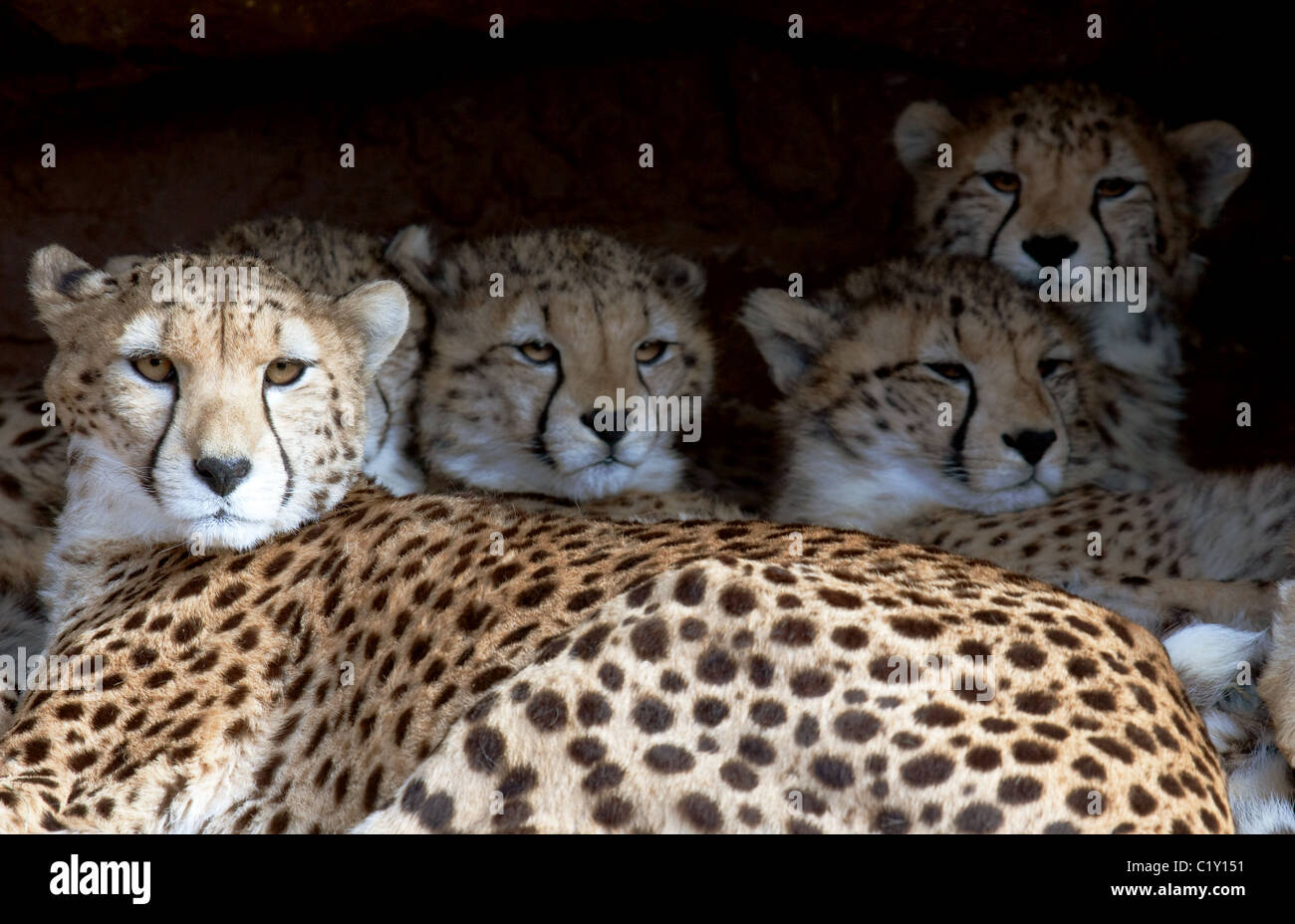 A Cheetah family lying in a shelter Stock Photo