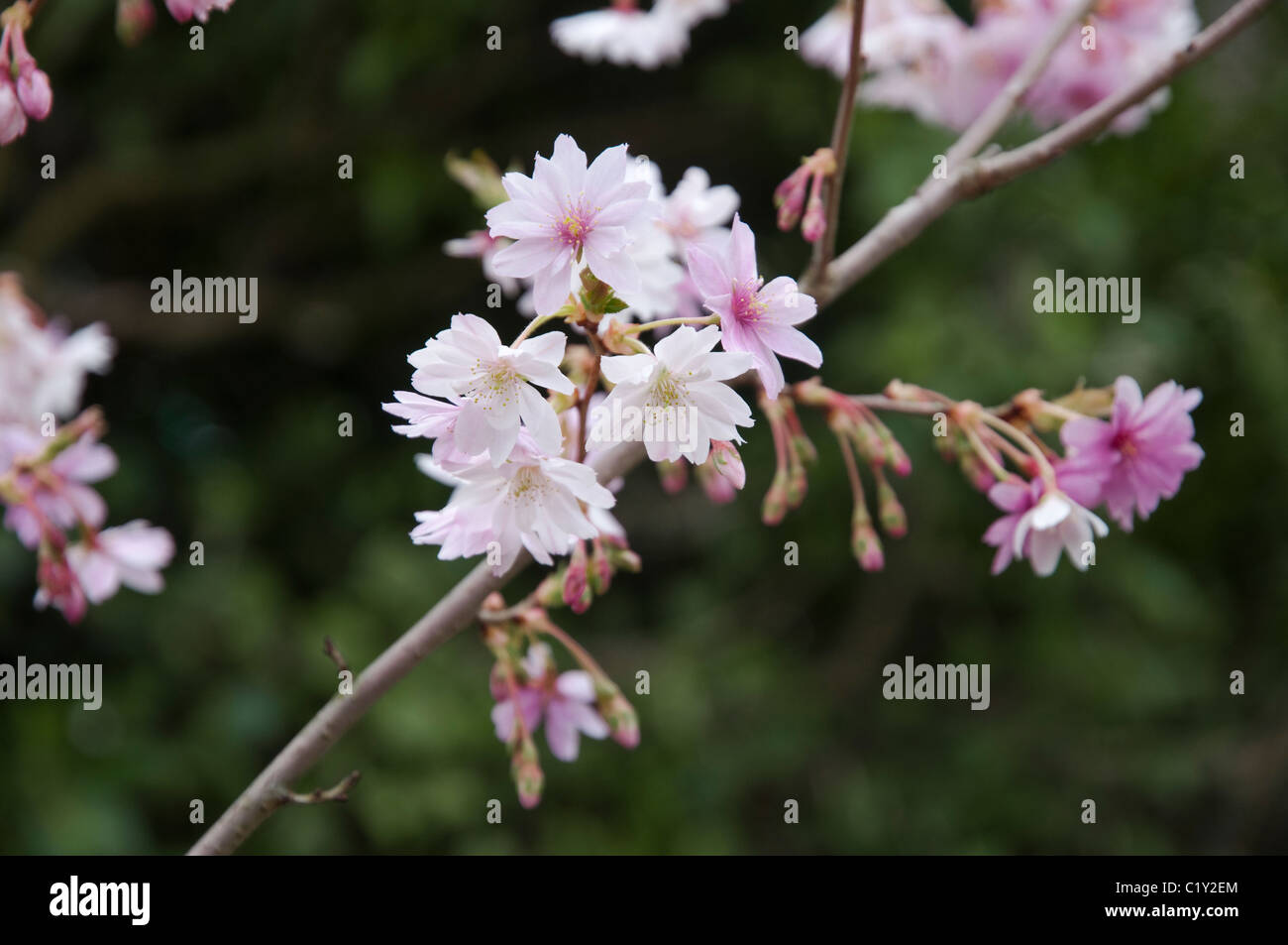 Prunus subhirtella Autumnalis - Pink in bud and tinged pink on opening - becoming white. The Winter Flowering Cherry. Stock Photo