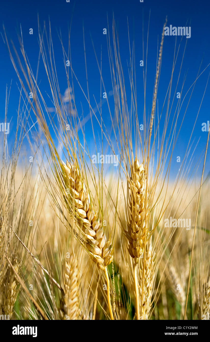 ears of corn Stock Photo Alamy