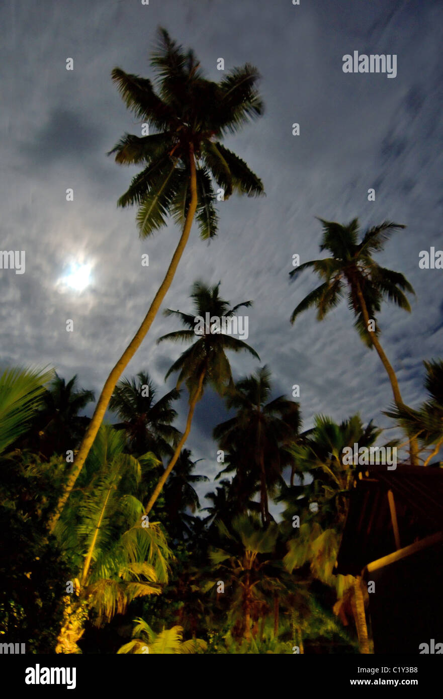 Palm trees in jungle in the night. Seychelles Stock Photo