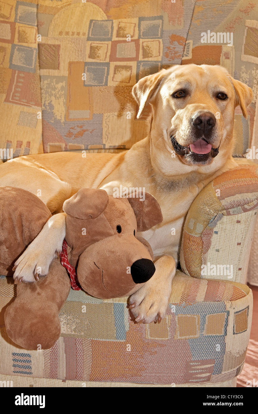 labrador cuddly toy