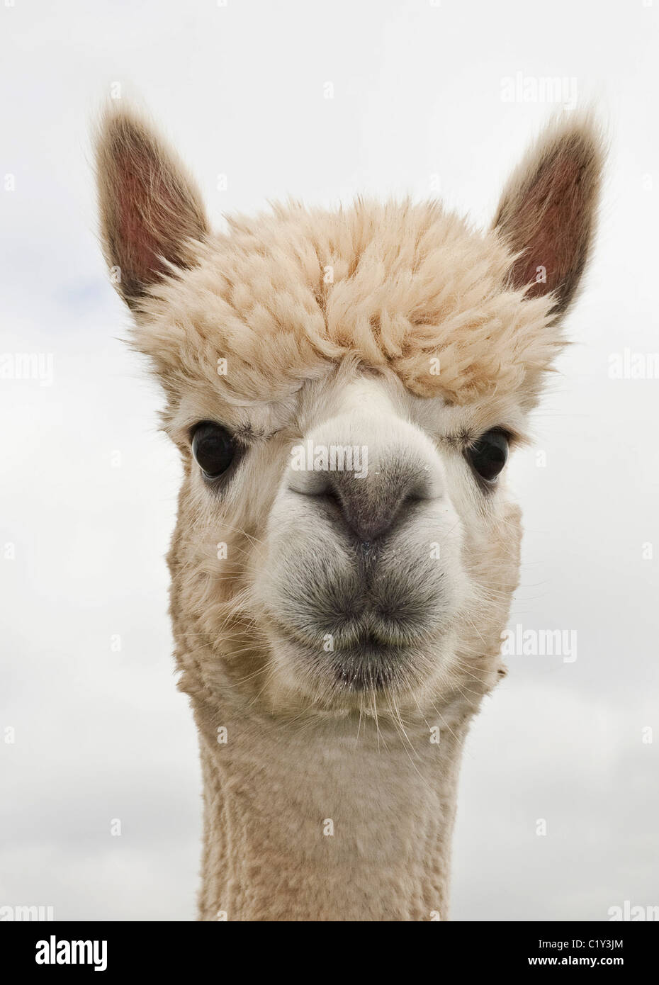 alpaca looking at camera.copy space.upright image Stock Photo