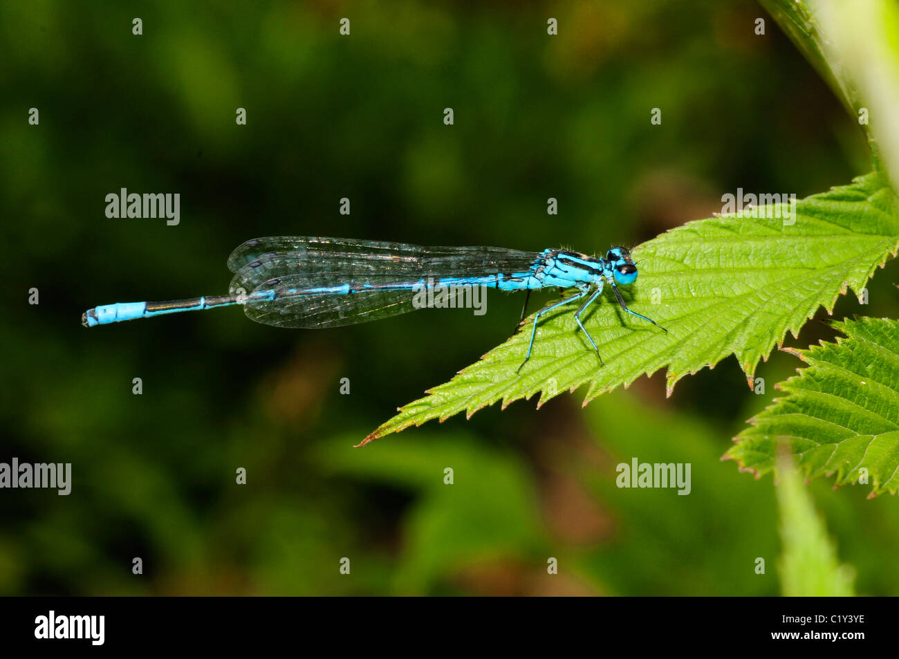 Azure Damselfly / Coenagrion puella Stock Photo - Alamy