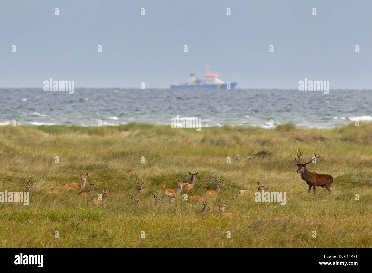 red deer and females / Cervus elaphus Stock Photo