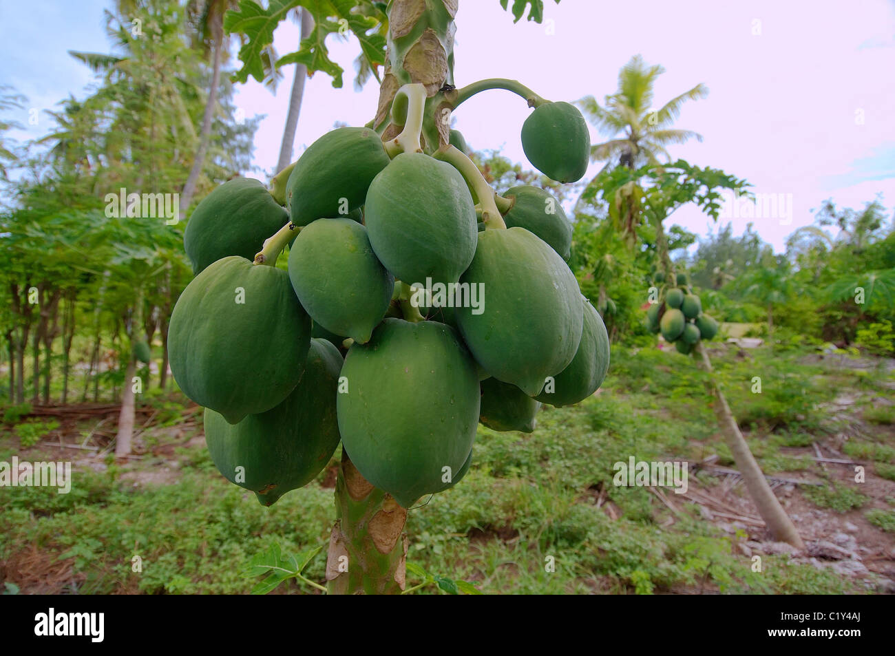 Malaysia tropical fruit hi-res stock photography and images - Alamy