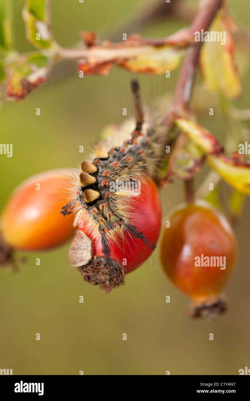 The Vapourer (Orgyia antiqua) caterpillar Stock Photo