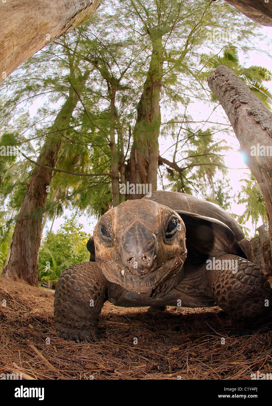 Hood island tortoise galapagos hires stock photography and images Alamy