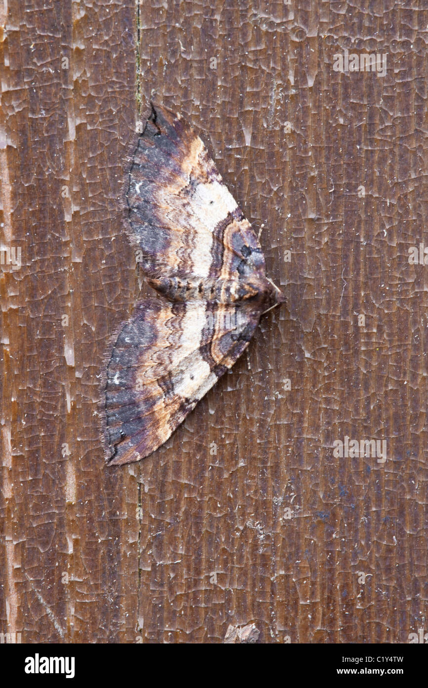 Shoulder Stripe Anticlea badiata adult moth at rest on a wooden fence Stock Photo