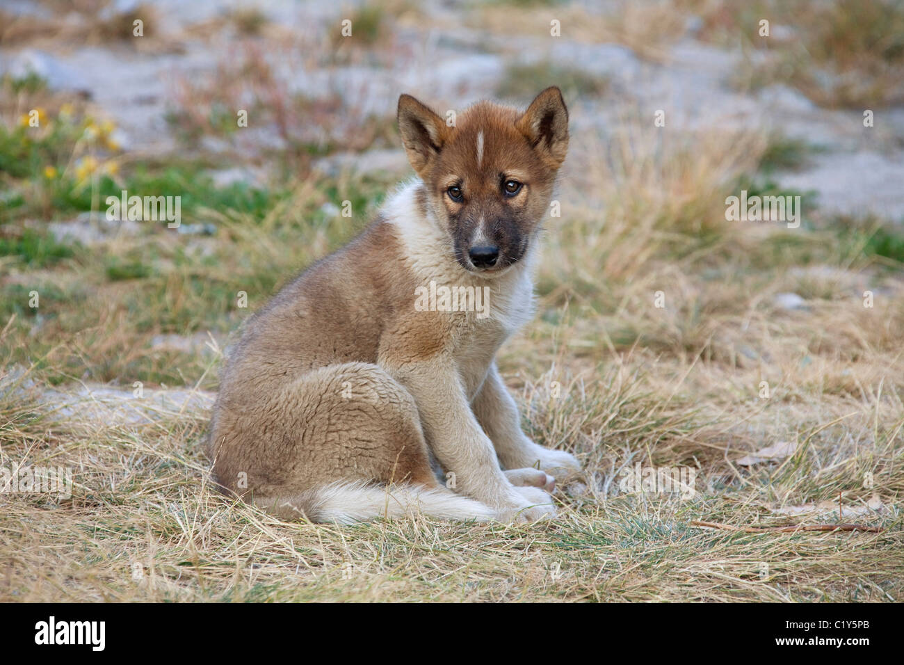 Greenland Dog puppy sitting Stock Photo Alamy