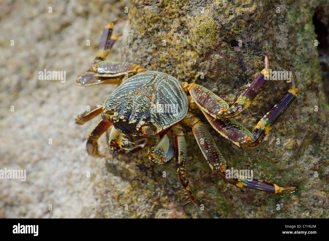 Green rock crab, Sally Lightfoot or abuete negro (Percnon gibbesi) near the water, Seycelles Stock Photo