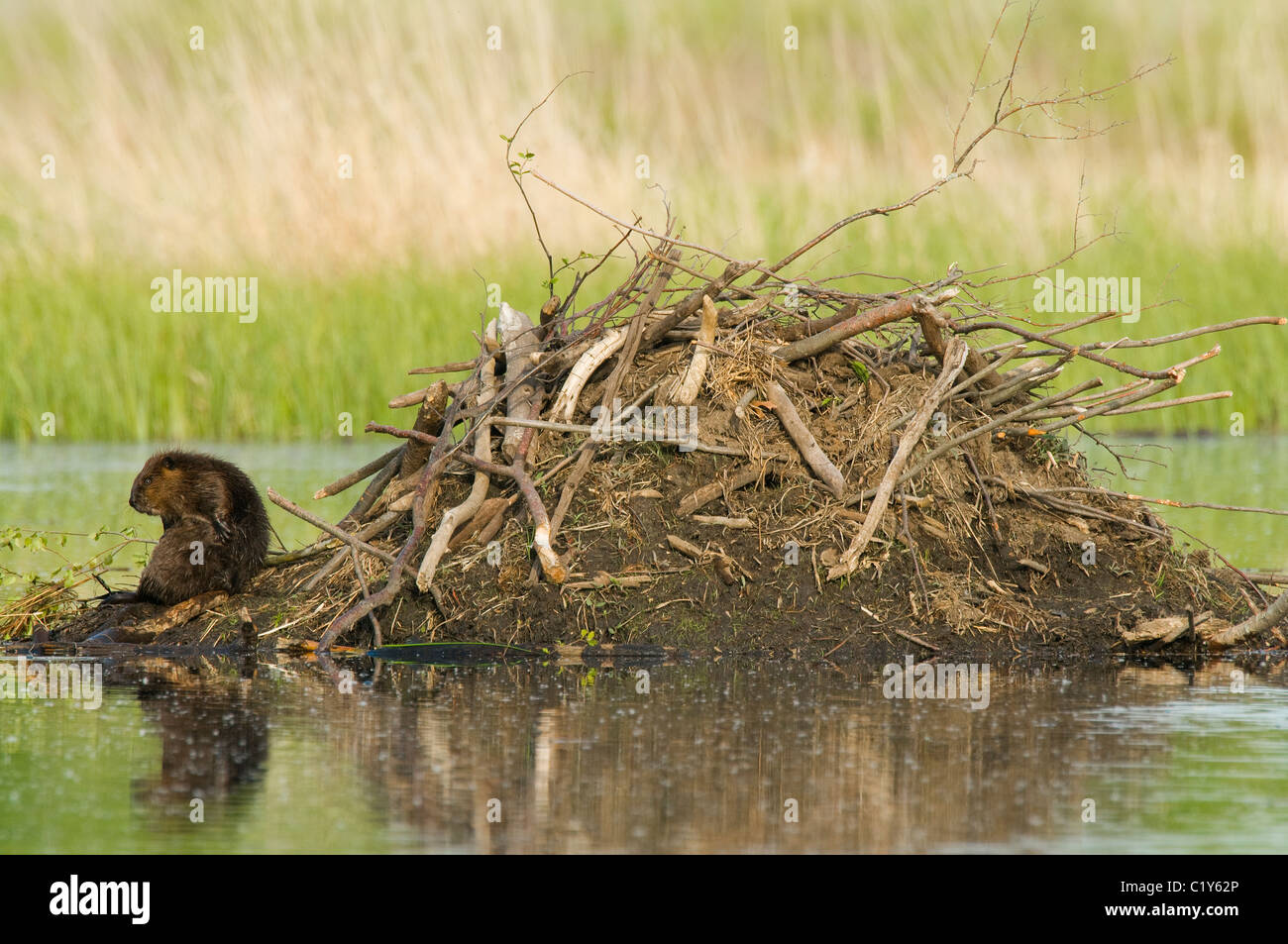 American Beaver Castor canadensis sitting on edge of lodge North America Stock Photo