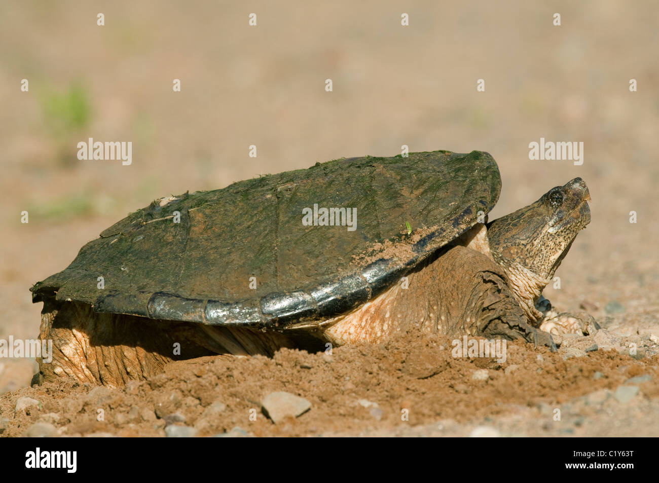 Snapping Turtle laying eggs Chelydra serpentina late May Eastern United States Stock Photo