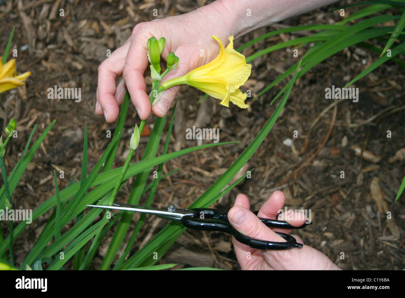 Person cutting Yellow Lily flower from garden USA Stock Photo