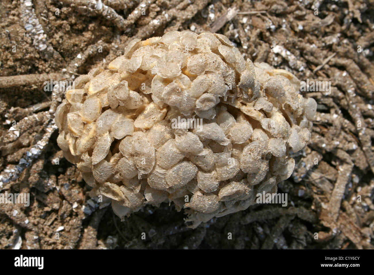 Sea Wash Ball, Egg Case Of Common Whelk Buccinum undatum Taken At Ainsdale, Merseyside, UK Stock Photo