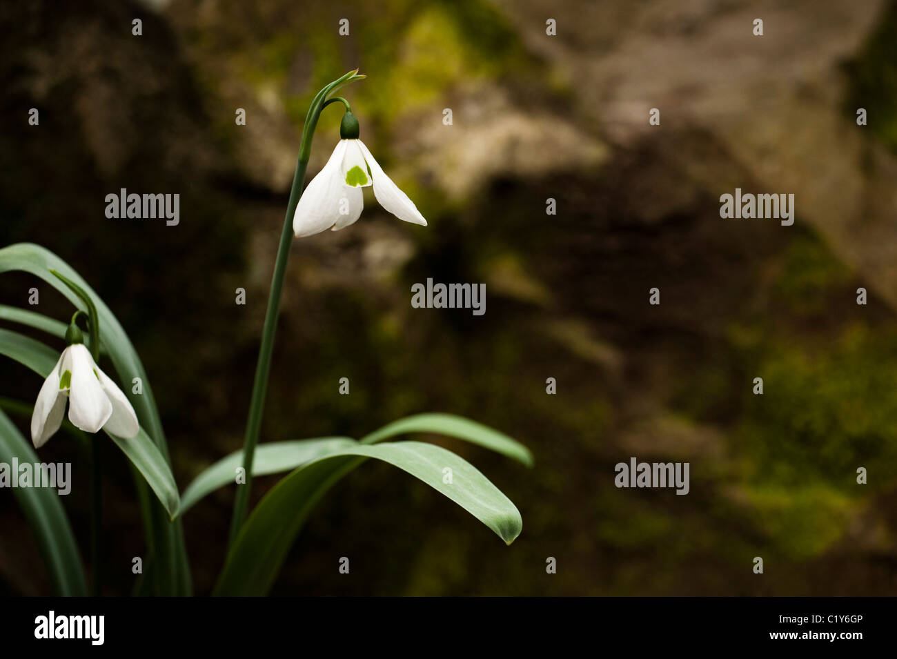 One-spotted Elwes's Snowdrop, Galanthus elwesii var. monostictus, in bloom Stock Photo