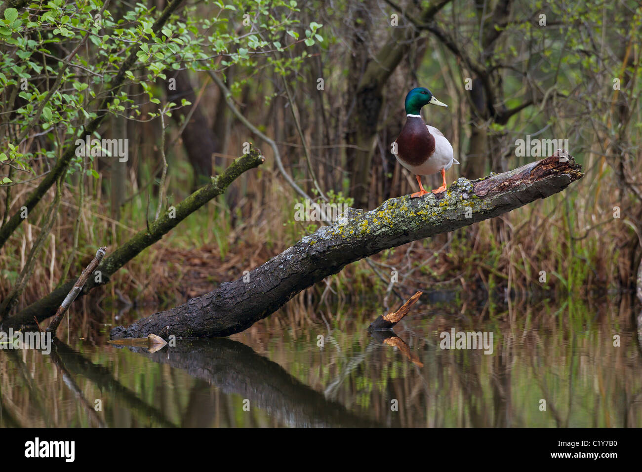 Mallard - drake on branch / Anas platyrhynchos Stock Photo