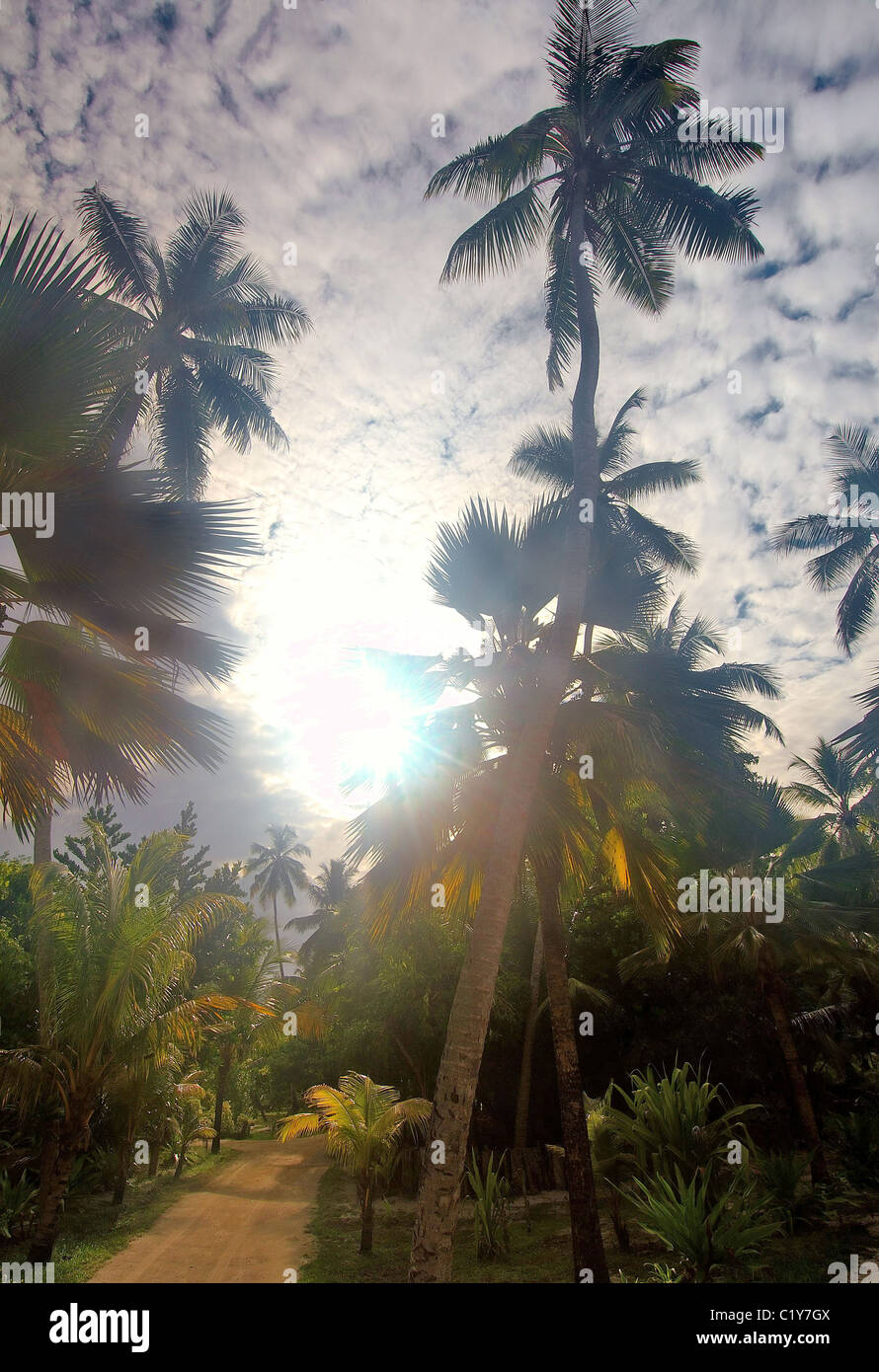 Palm trees in jungle. Seychelles Stock Photo