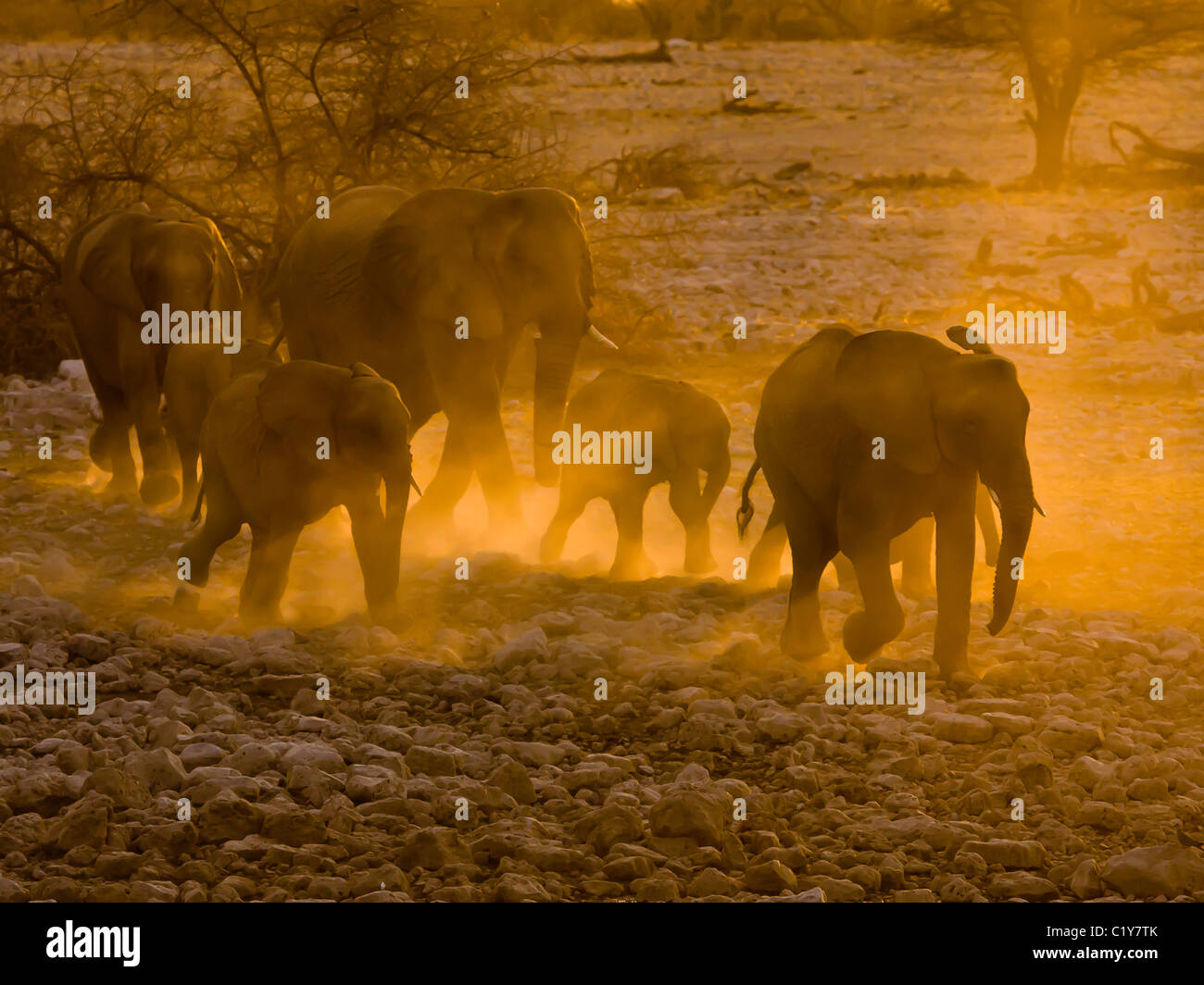 Sunset africa namibia waterhole hi-res stock photography and images - Alamy