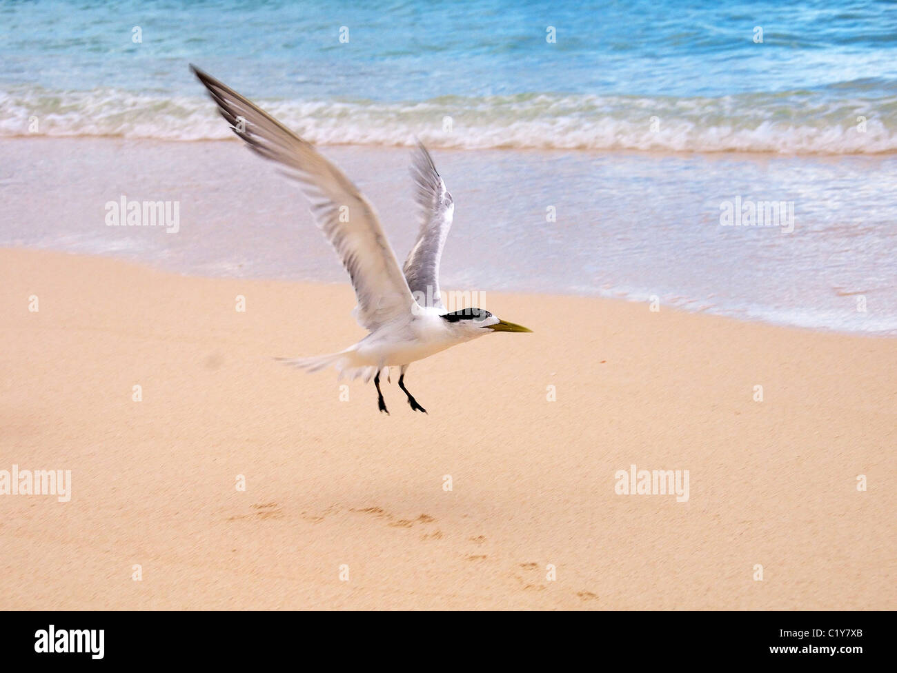 greater crested tern on the beach. crested tern or swift tern (Thalasseus bergii) It takes off from the sandy beach, Denis island Stock Photo