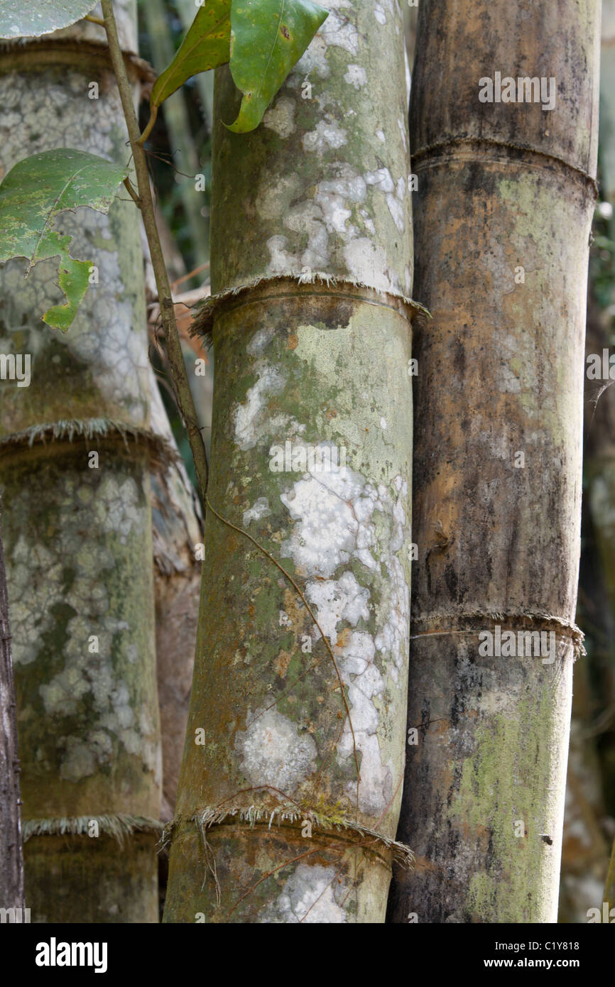 White line tree in ground hi-res stock photography and images - Alamy
