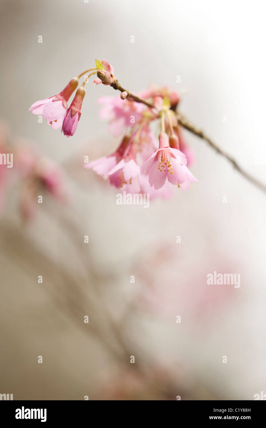 Prunus Okame, Ornamental Cherry, in bloom in March Stock Photo