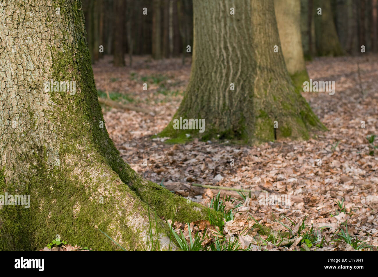 The base of two tree trunks in English woodland in early spring. Stock Photo