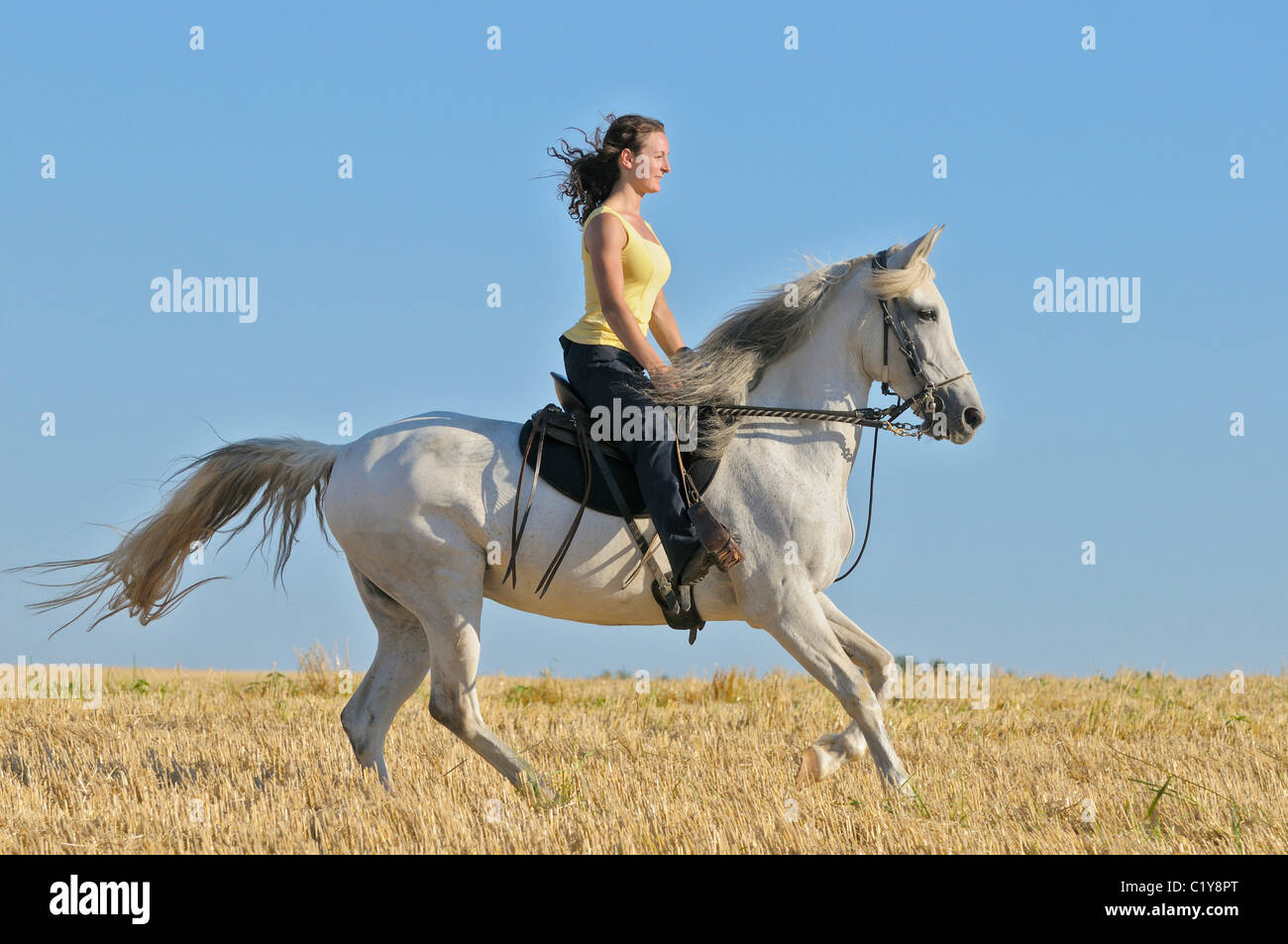 woman riding Paso Fino horse Stock Photo Alamy