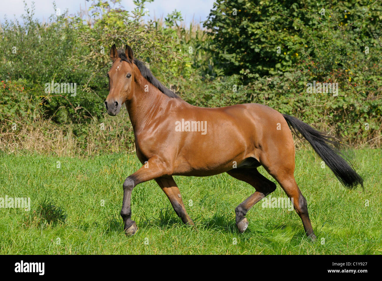 American Standardbred horse on meadow Stock Photo