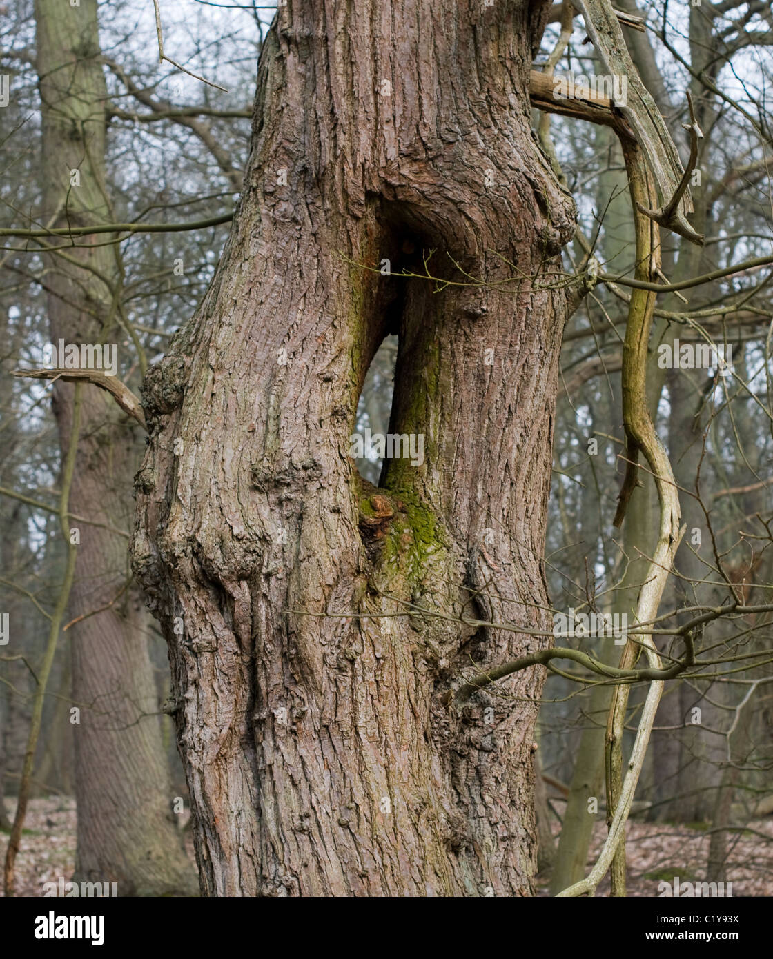 Strange tree with a naturally occurring hole in the middle. Stock Photo