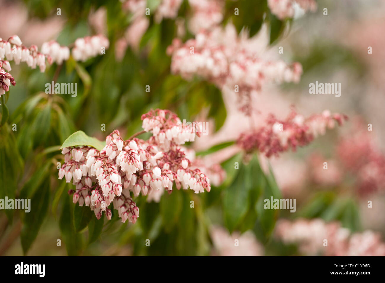 Pieris japonica ‘Dorothy Wyckoff’, Japanese Pieris, in flower in March Stock Photo