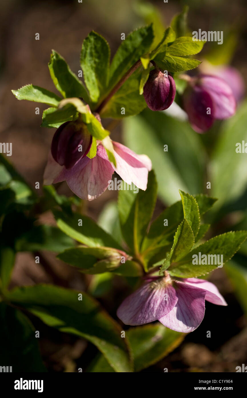 Helleborus orientalis Hillier Hybrid in bloom Stock Photo