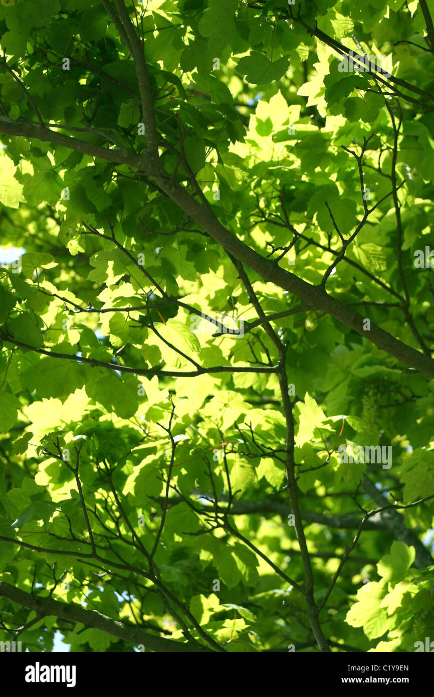 Trees providing shade shade trees hires stock photography and images