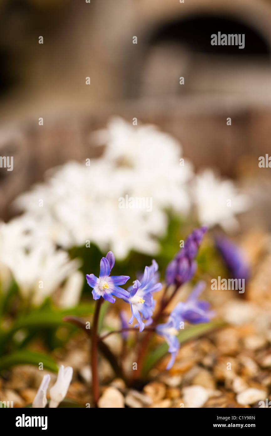 Chionodoxa Forbesii and Chionodoxa Luciliae Alba, Glory of the Snow, in flower Stock Photo