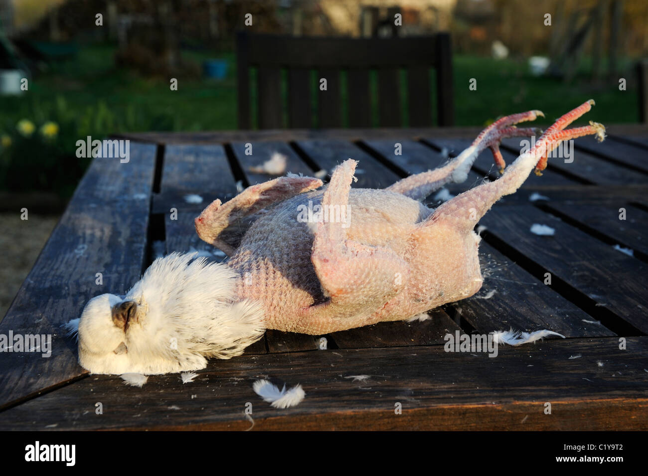 Plucked pigeon hi res stock photography and images Alamy Plucked pigeon hi res stock photography and images Alamy