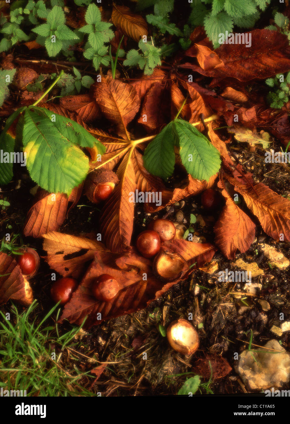 Horse chestnut leaves and conkers in Autumn. UK Stock Photo Alamy