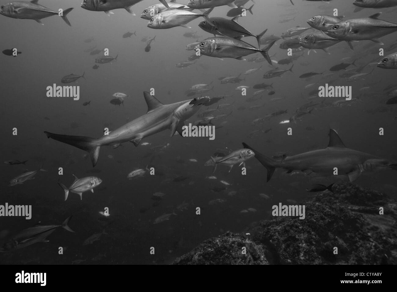 Hammerhead sharks school Black and White Stock Photos & Images - Alamy