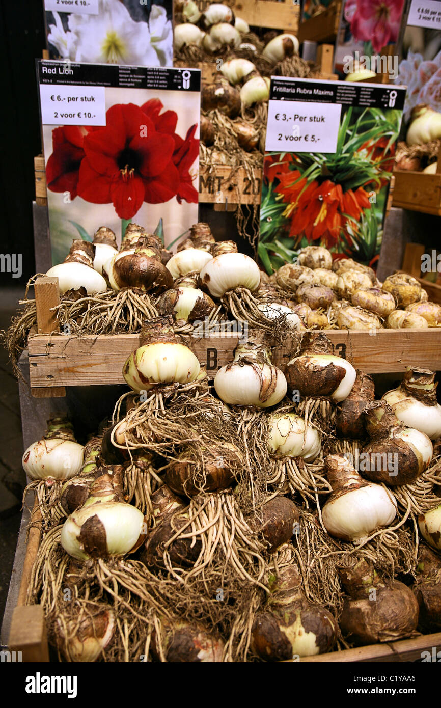 Holland bulb markets hires stock photography and images Alamy