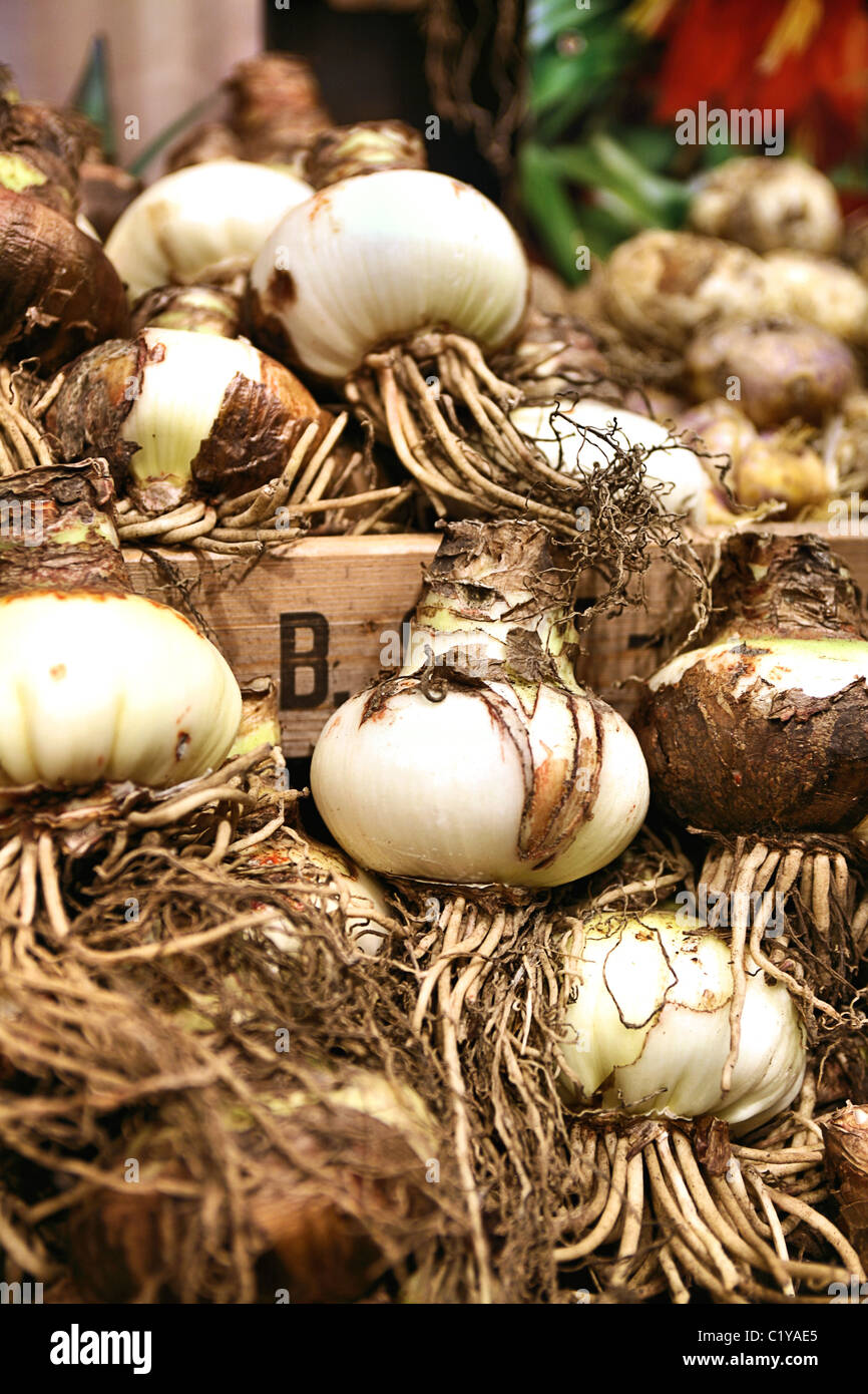 Holland bulb markets hires stock photography and images Alamy