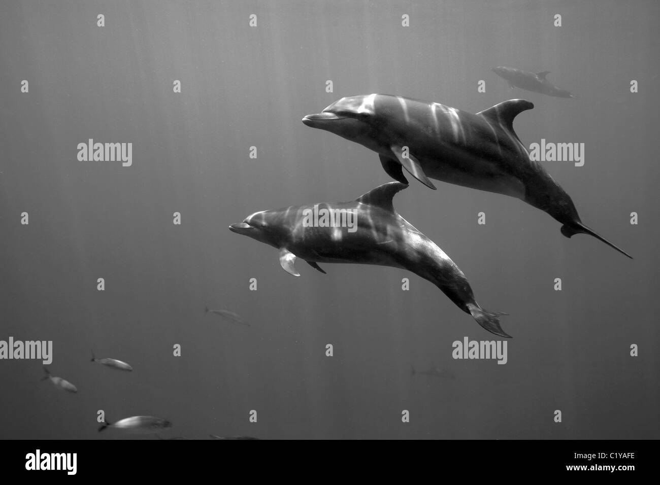 A pair of dolphins swims by at the Dos Amigos Grande dive site near the Cocos Island off the coast of Costa Rica. Stock Photo