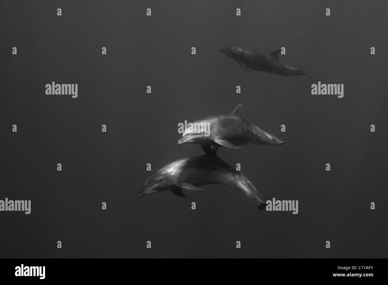 Underwater black white hi-res stock photography and images - Alamy