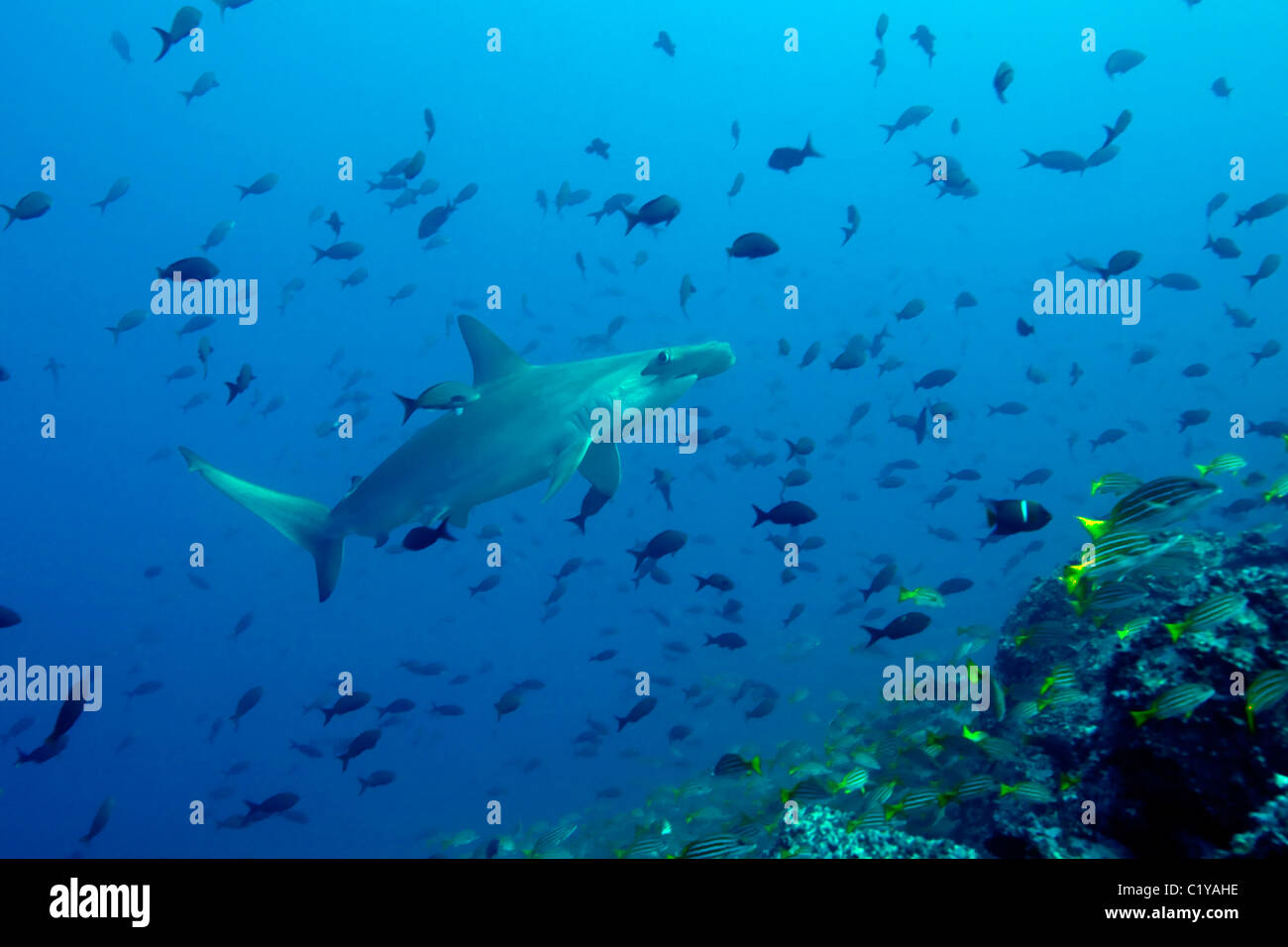 A scalloped hammerhead shark (Sphyma lewini) swims through a school of ...