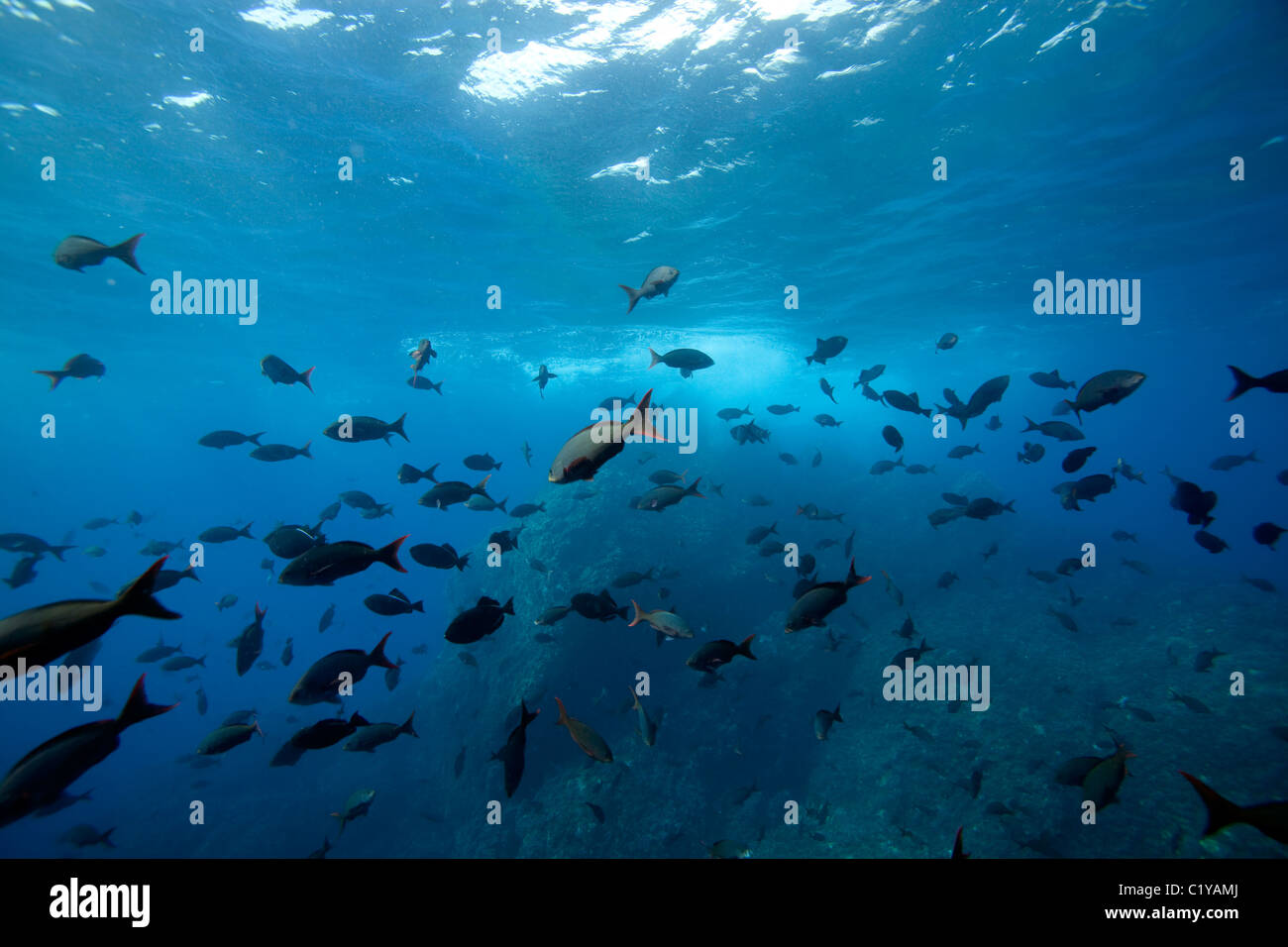 Tropical fish abound at the Shark Fin Rock Dive Site off of Cocos Island off the coast of Costa Rica. Stock Photo