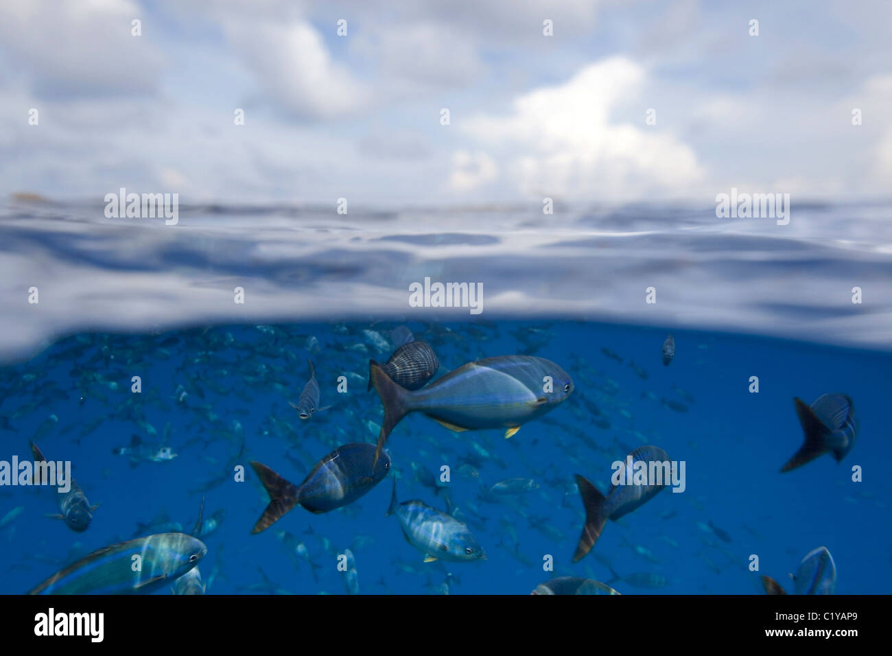 A split-water view of tropical fish off of Cocos Island off the coast of Costa Rica. Stock Photo