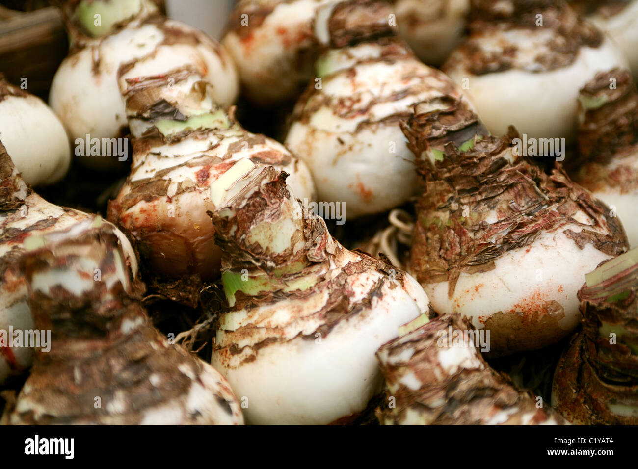Holland bulb markets hires stock photography and images Alamy