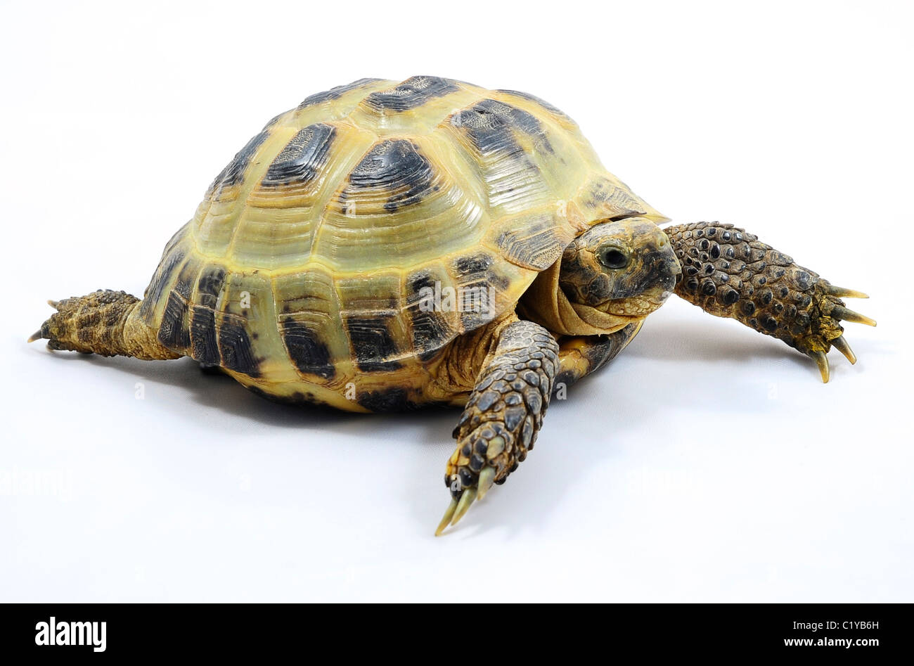A Male Horsefield Tortoise Testudo Horsefieldi Stock Photo Alamy